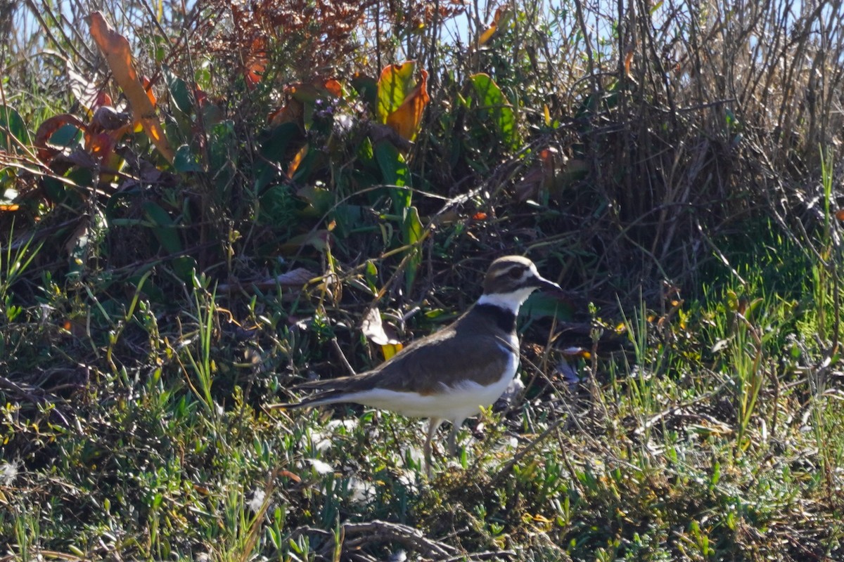 Kildir txirritxoa - ML646699351