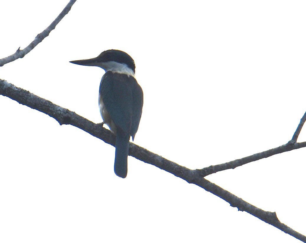 Sacred Kingfisher - ML646699352