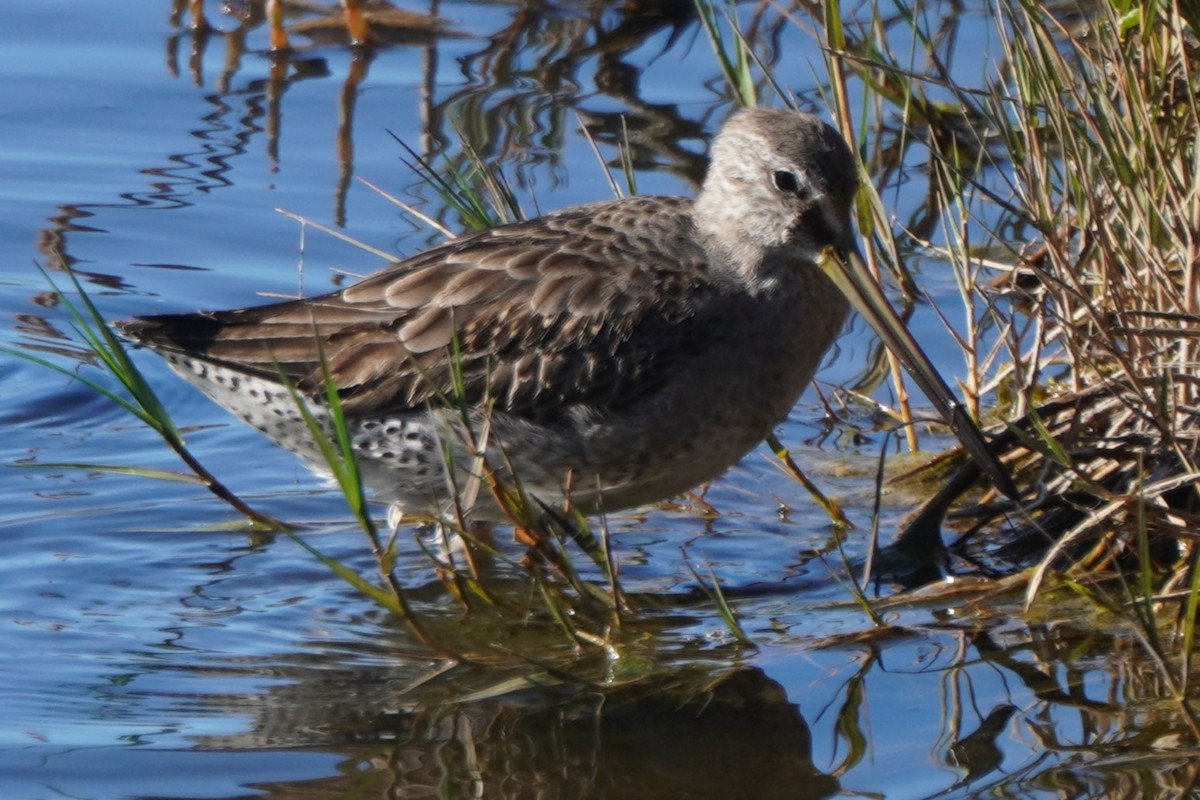 Kuliska oilagorra - ML646699353