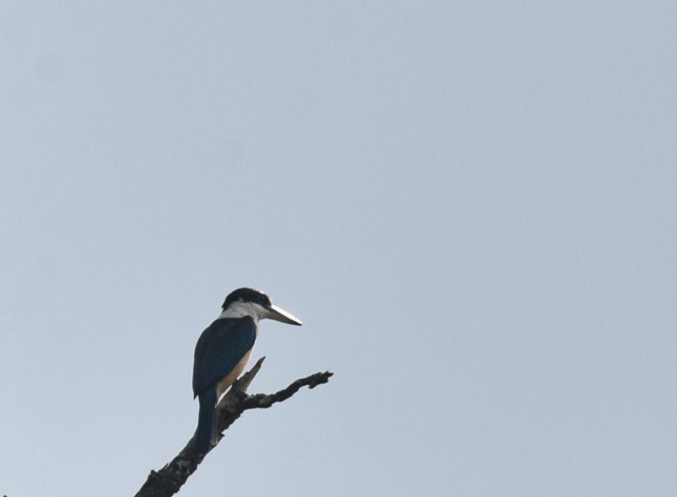 Sacred Kingfisher - ML646699354