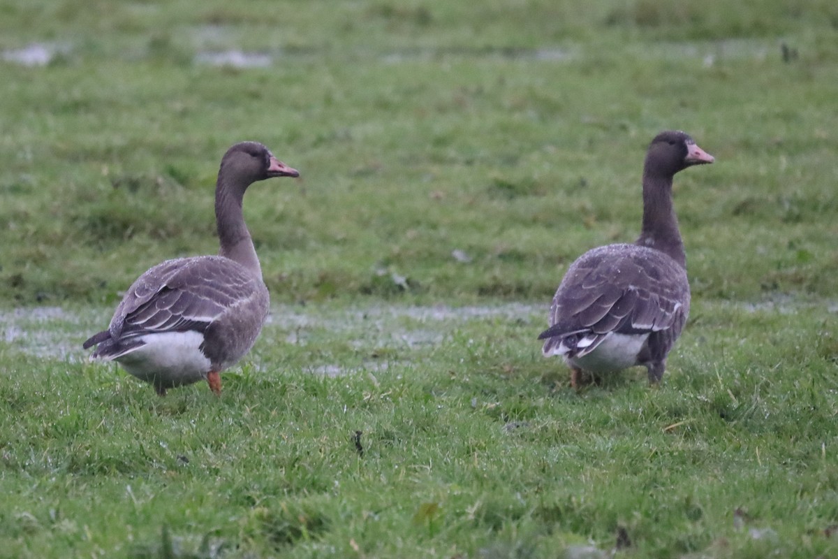 Белолобый гусь - ML646699355