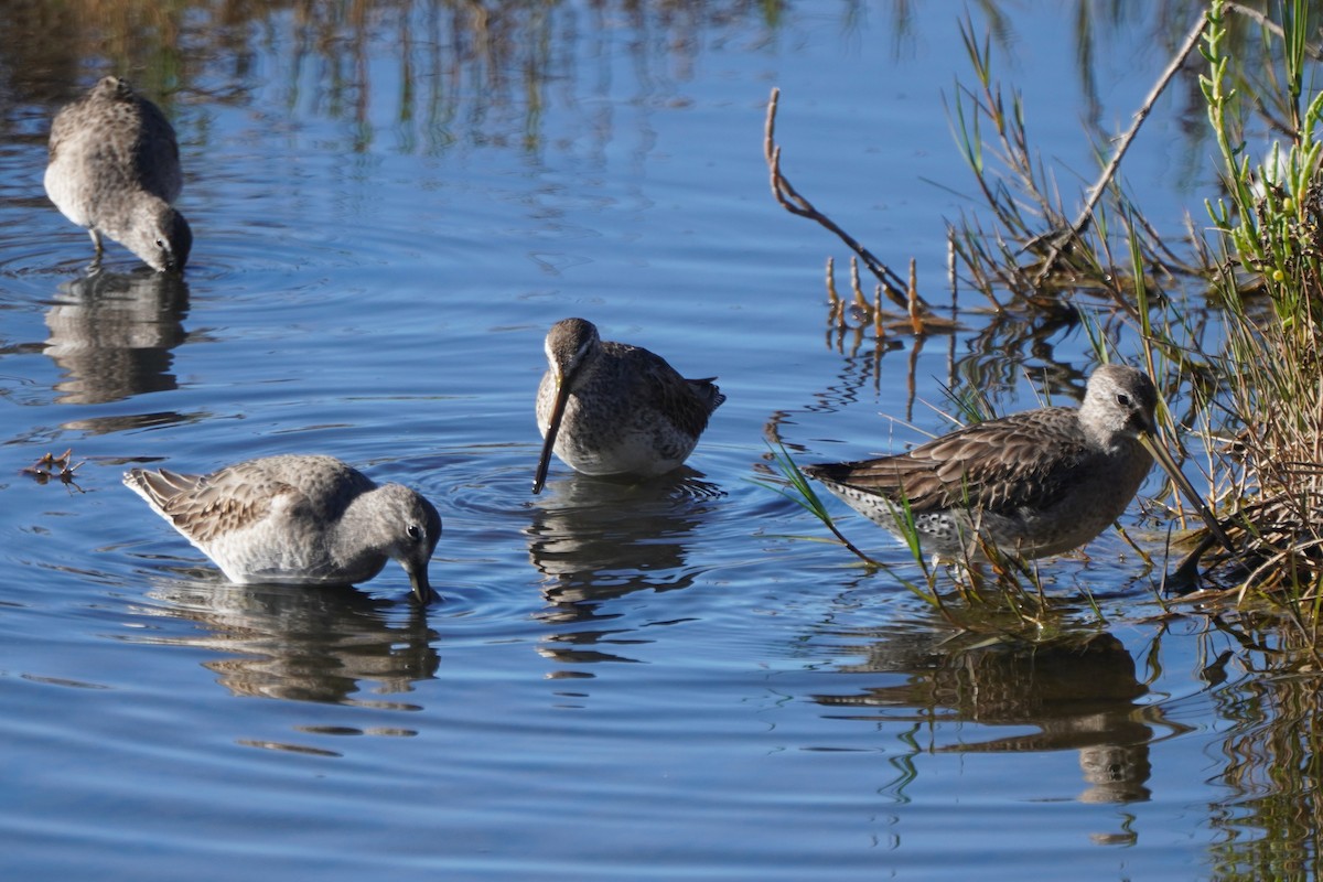 Kuliska oilagorra - ML646699356