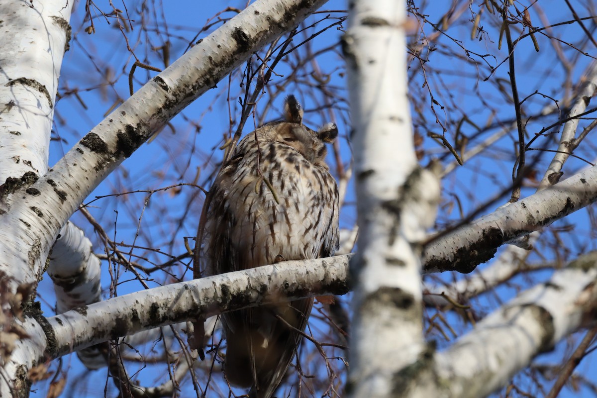 Сова вухата - ML646699362