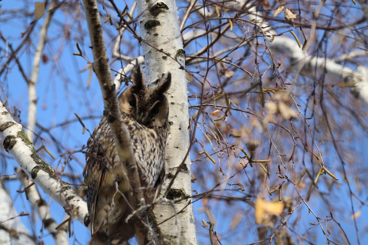 Сова вухата - ML646699363