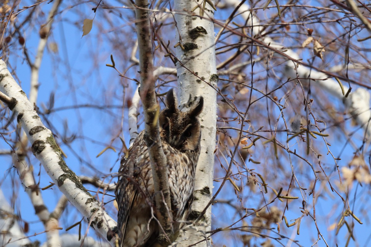 Сова вухата - ML646699364