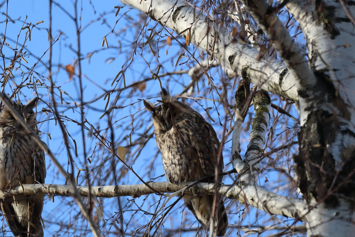 Сова вухата - ML646699365