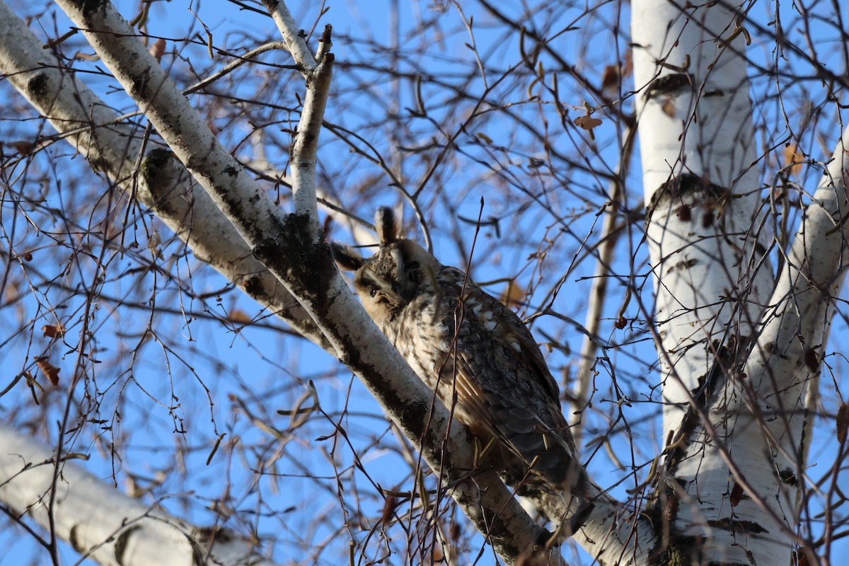 Сова вухата - ML646699366