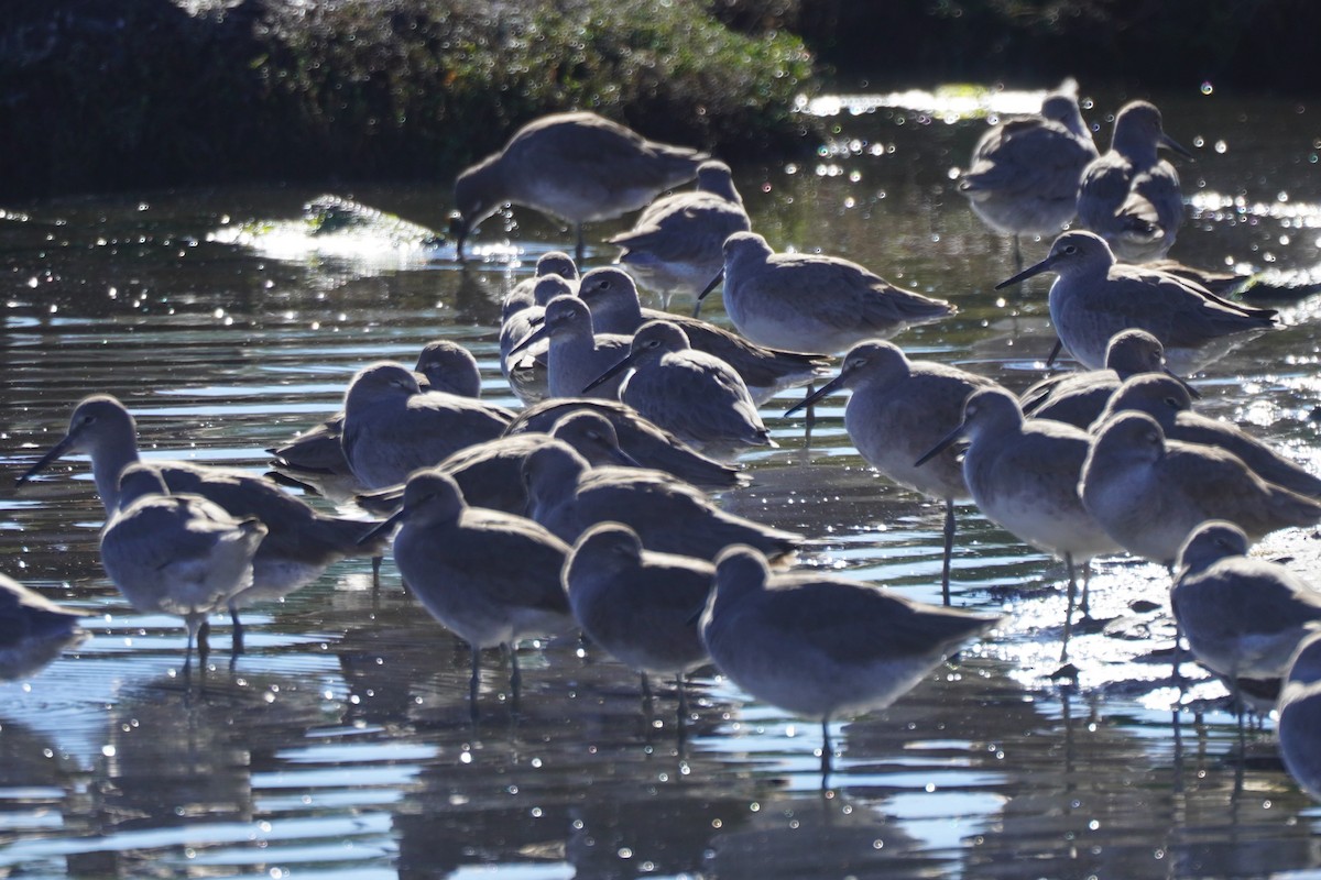 Kuliska erdipalmatua - ML646699367