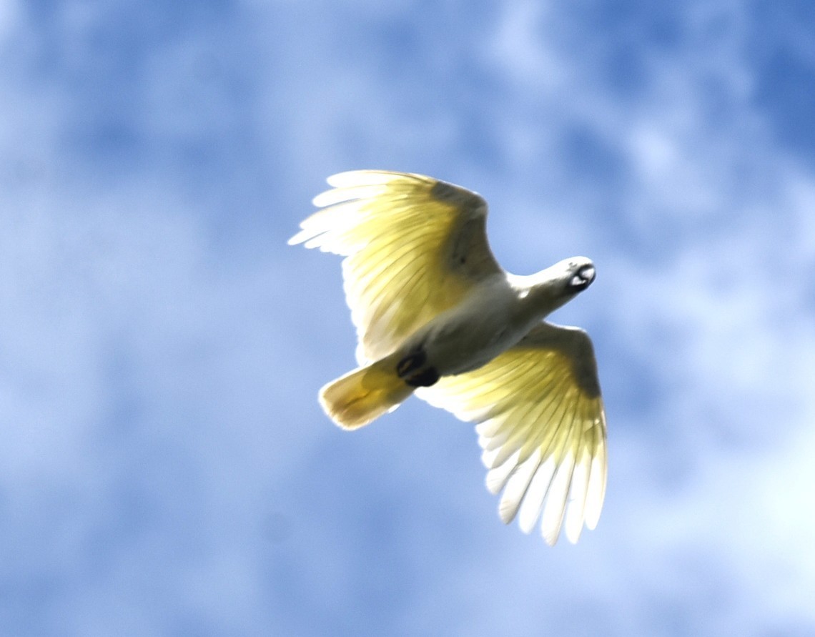 Sulphur-crested Cockatoo - ML646699368