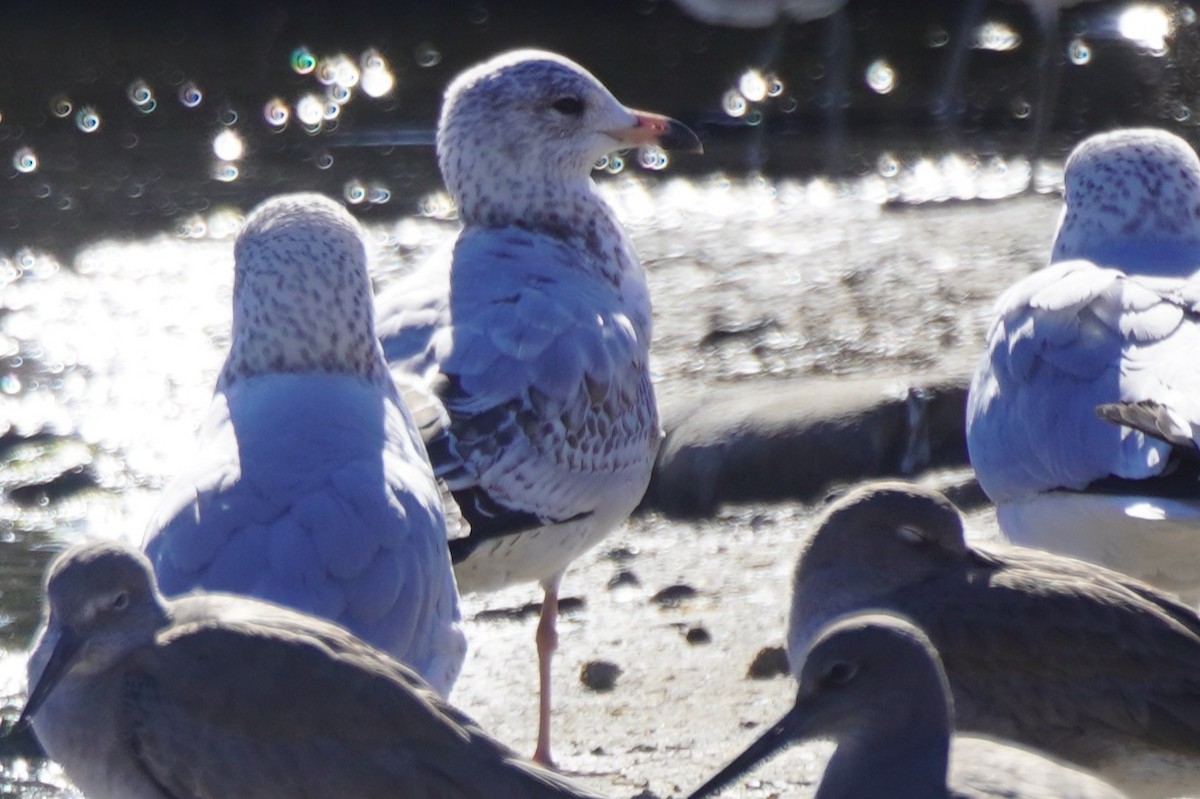 Ring-billed Gull - ML646699371