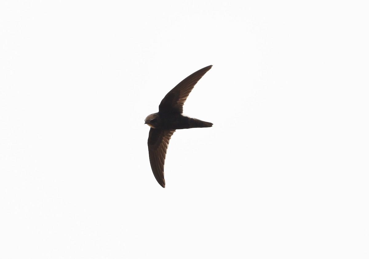 Little Swift - ML646699372