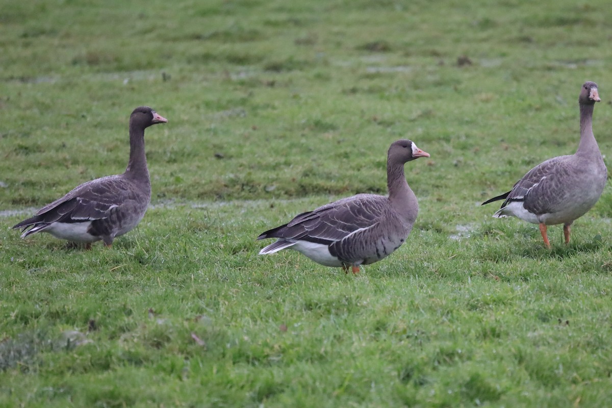 Greater White-fronted Goose - ML646699380