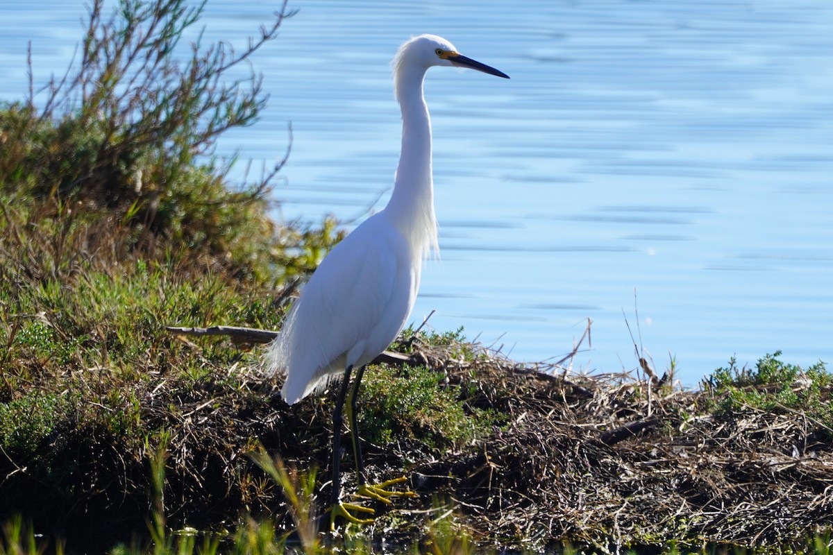 Snowy Egret - ML646699381