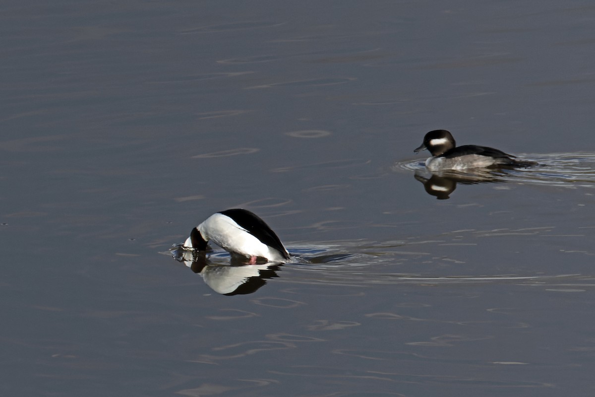 Bufflehead - ML646699383