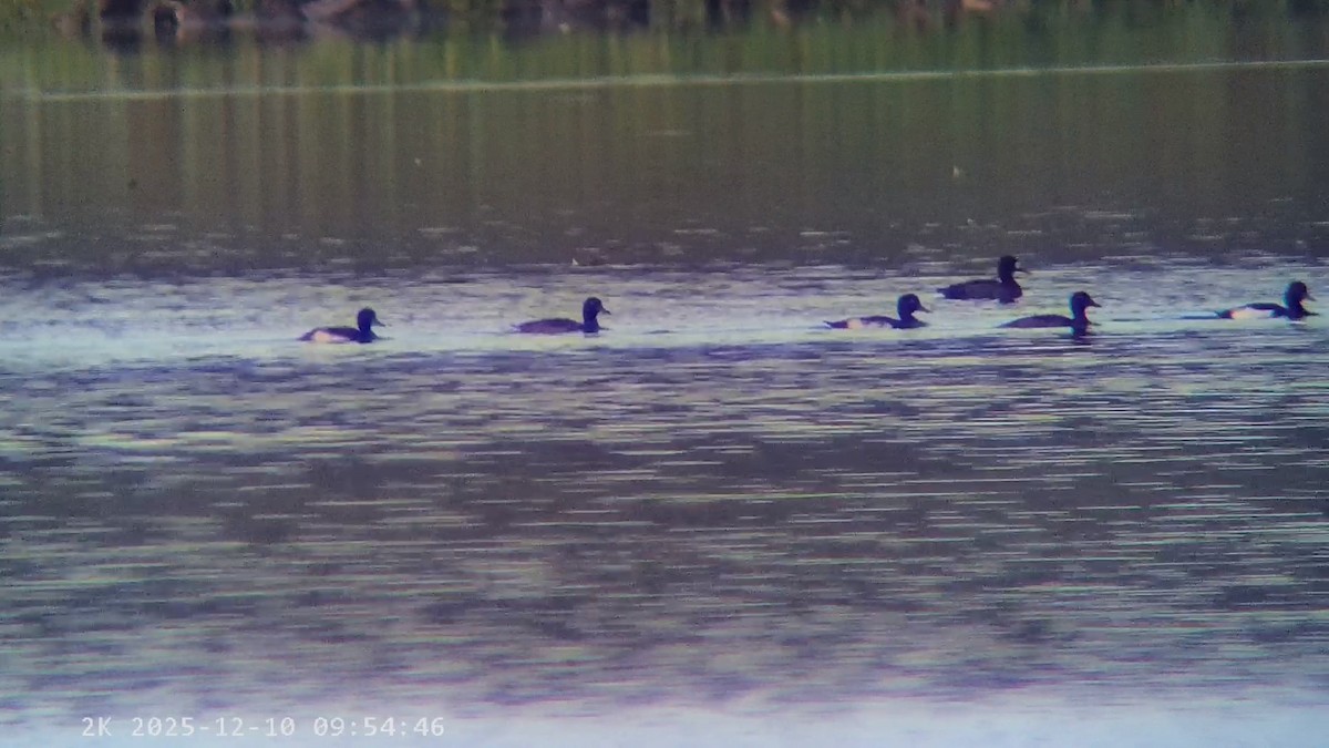 Tufted Duck - ML646699385