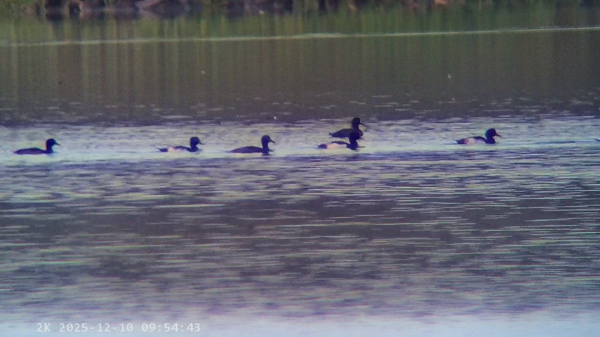 Tufted Duck - ML646699386