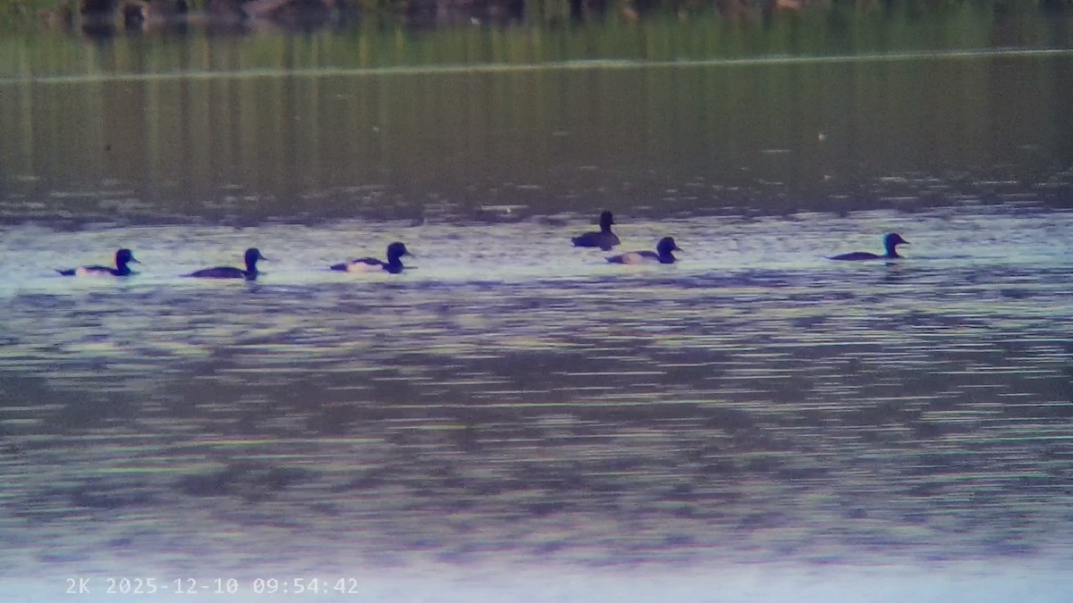 Tufted Duck - ML646699387