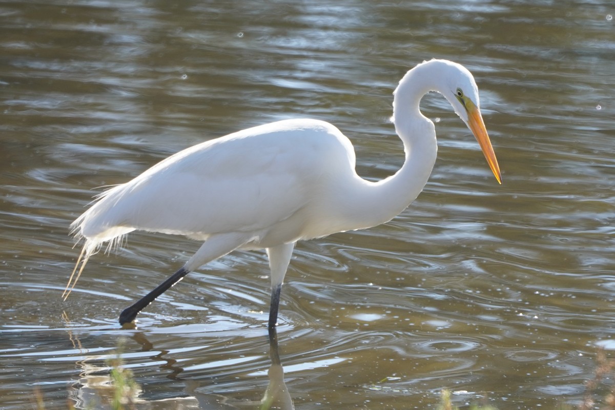 Great Egret - ML646699390