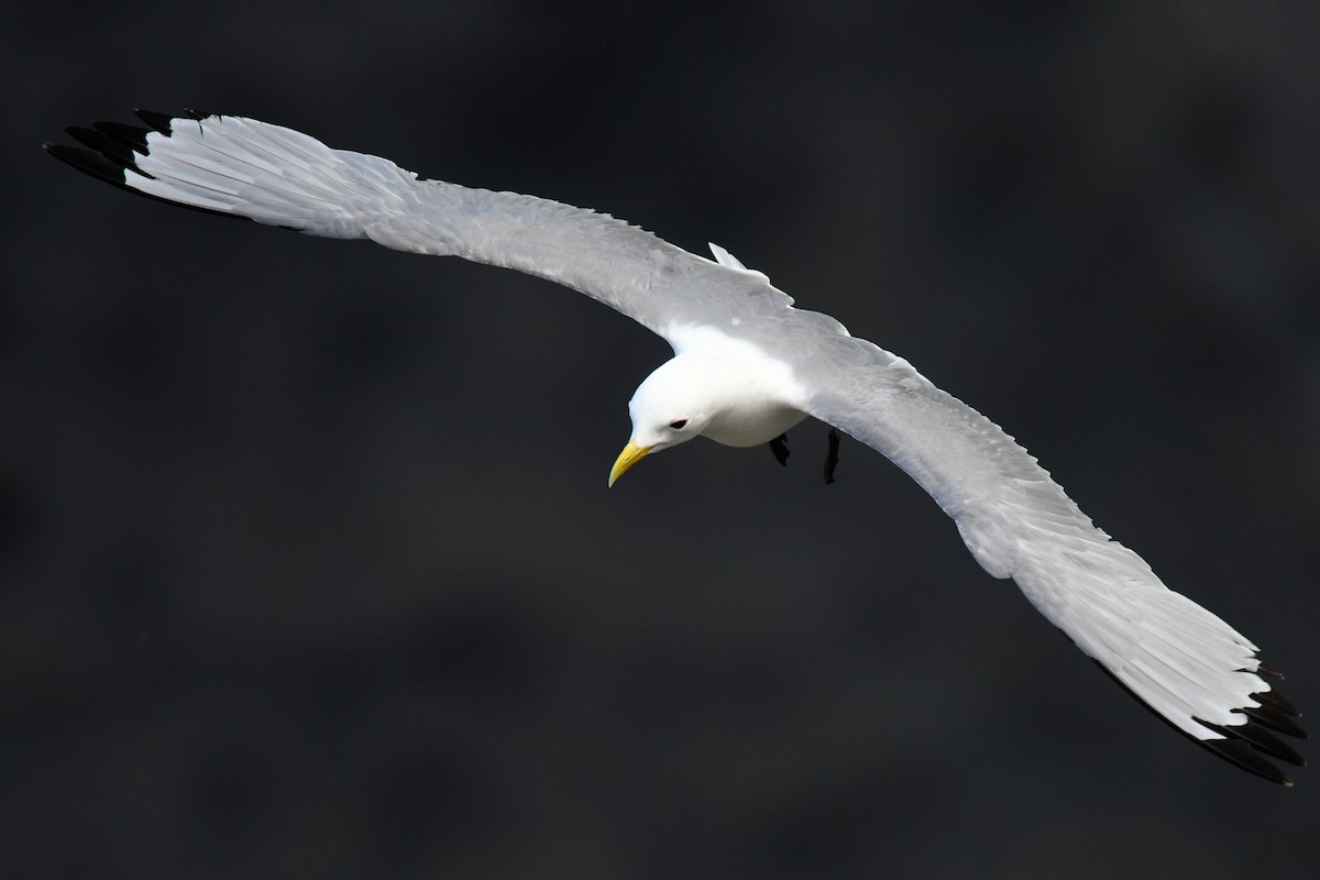 Black-legged Kittiwake - ML646699396