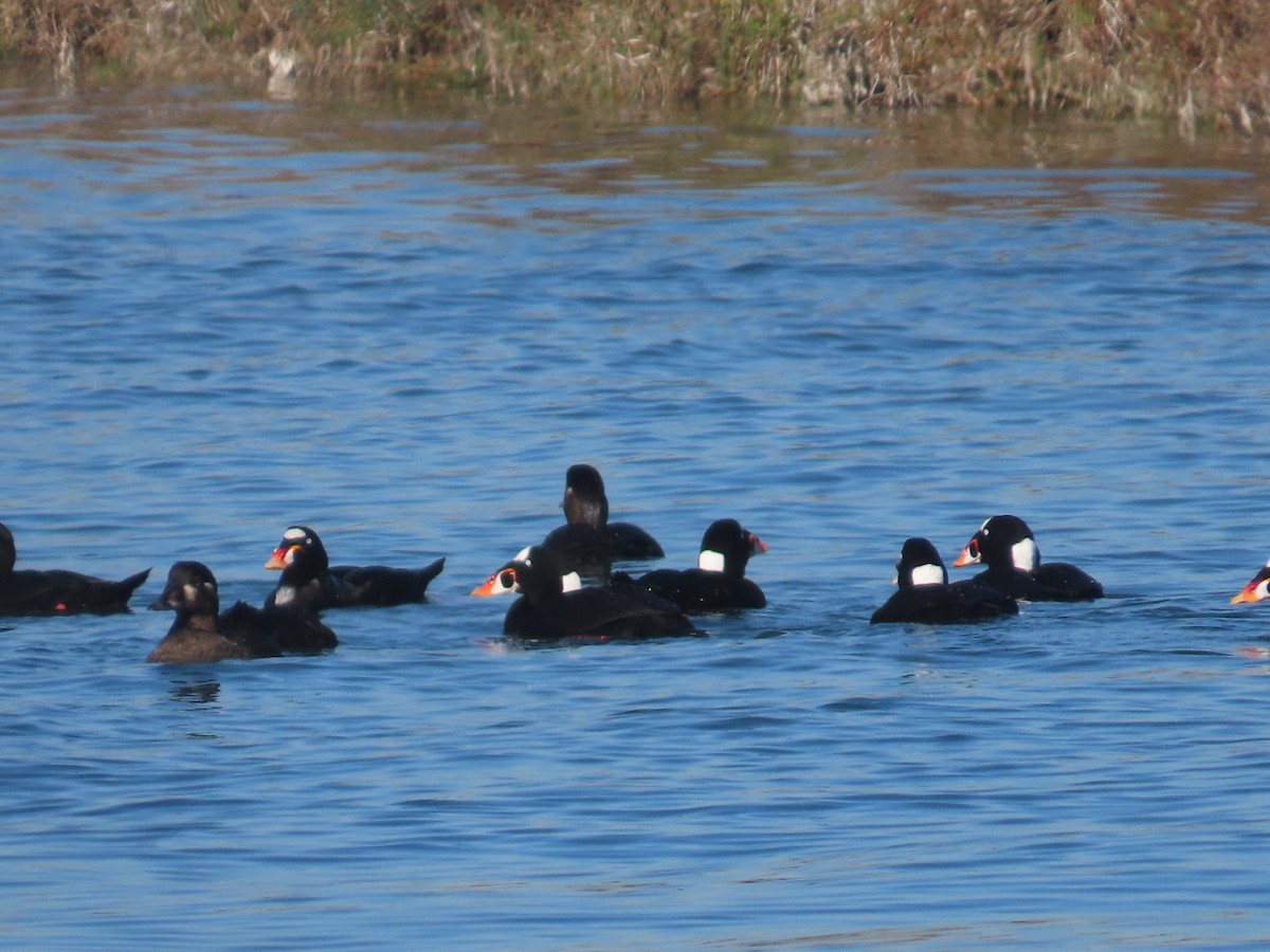 Surf Scoter - ML646699397