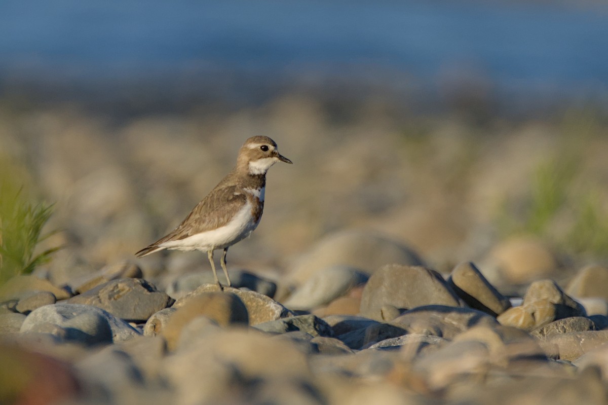Double-banded Plover - ML646699398