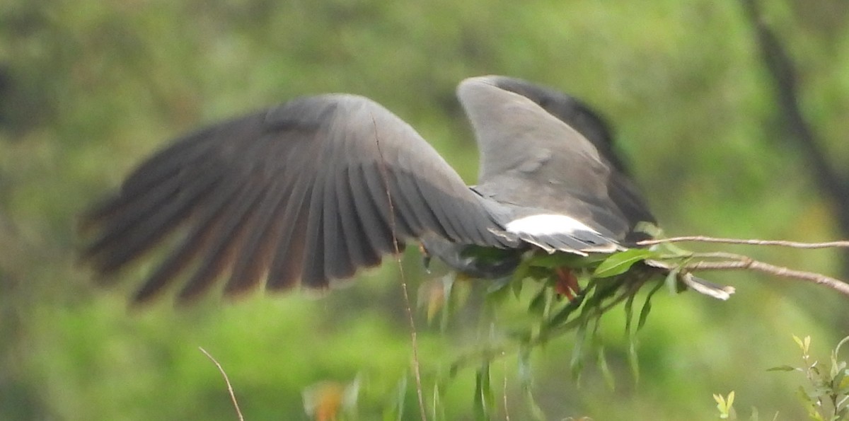 Plumbeous Kite - ML646699399