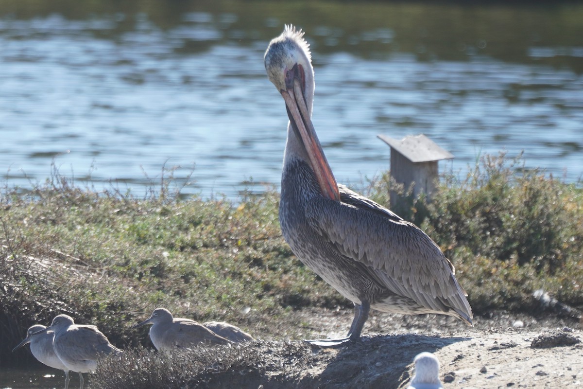 Brown Pelican - ML646699400