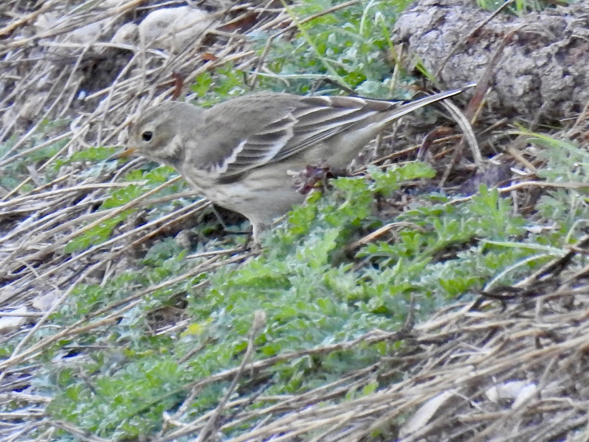 American Pipit - ML646699401