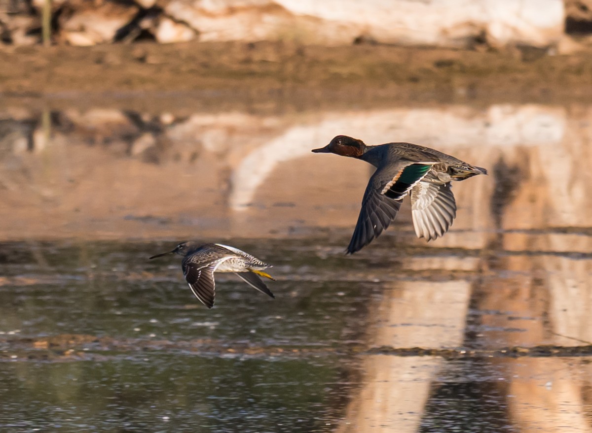 Green-winged Teal - ML646699403