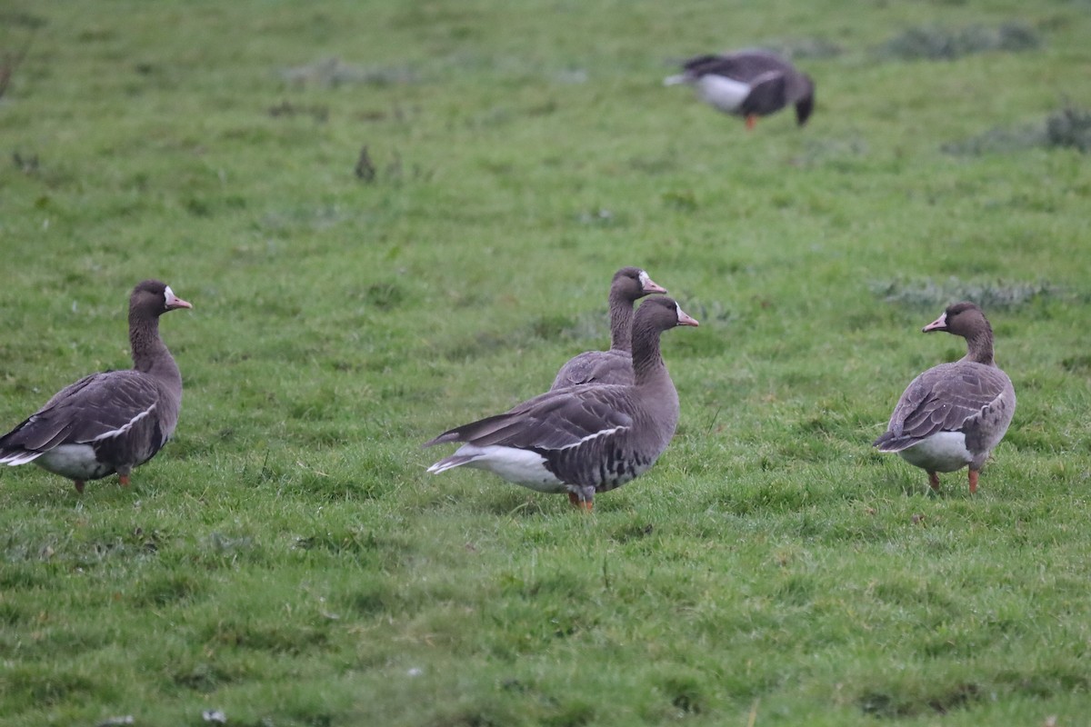 Greater White-fronted Goose - ML646699404