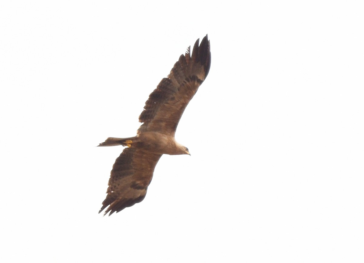 Wahlberg's Eagle - ML646699405