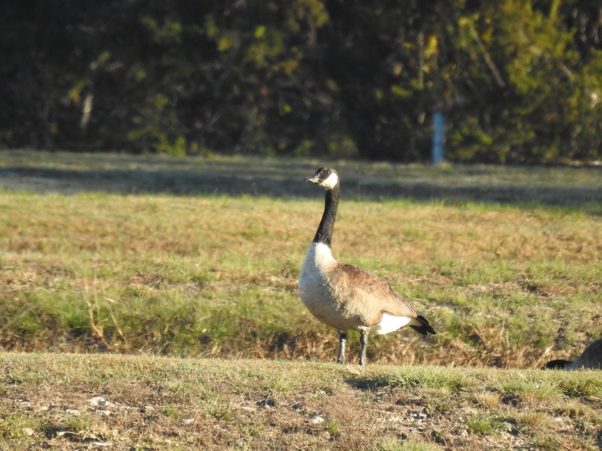 Canada Goose - ML646699406