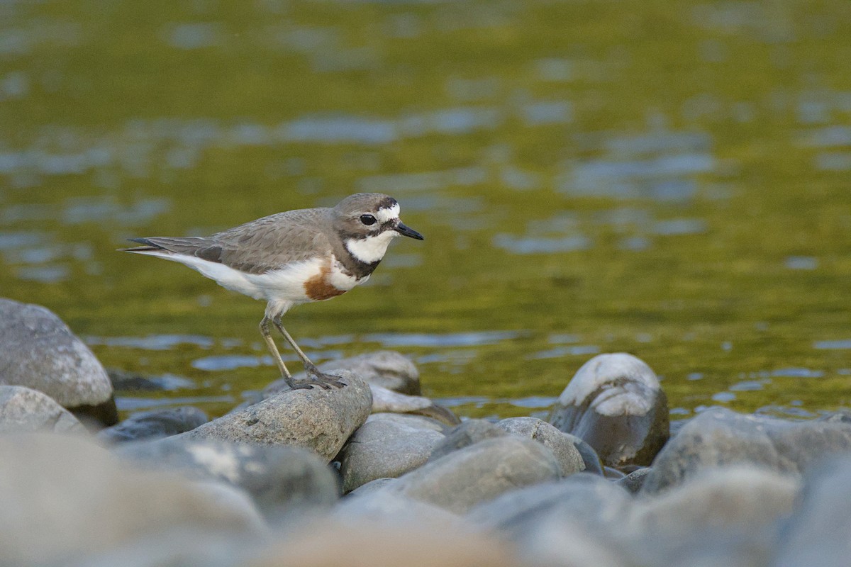 Double-banded Plover - ML646699408