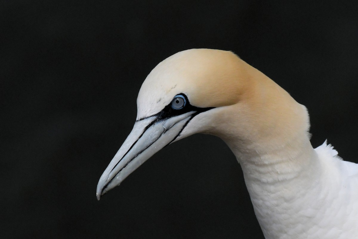 Northern Gannet - ML646699409
