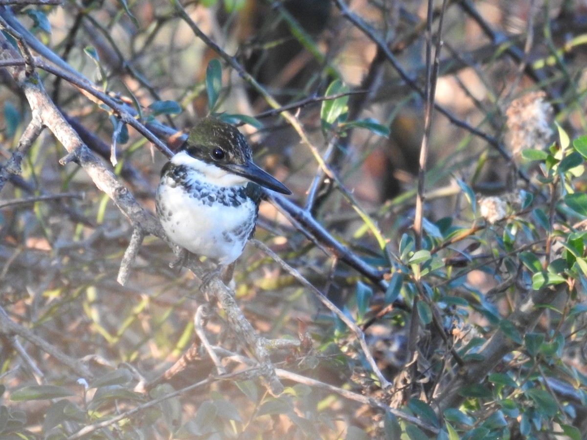Green Kingfisher - ML646699413