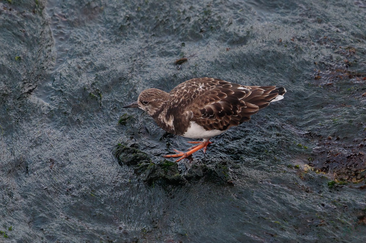 Ruddy Turnstone - ML646699414