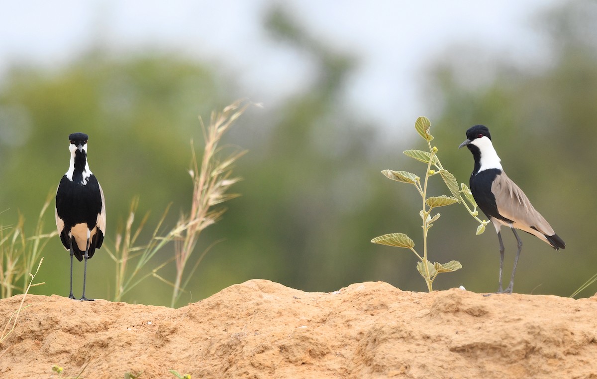 Spur-winged Lapwing - ML646699415