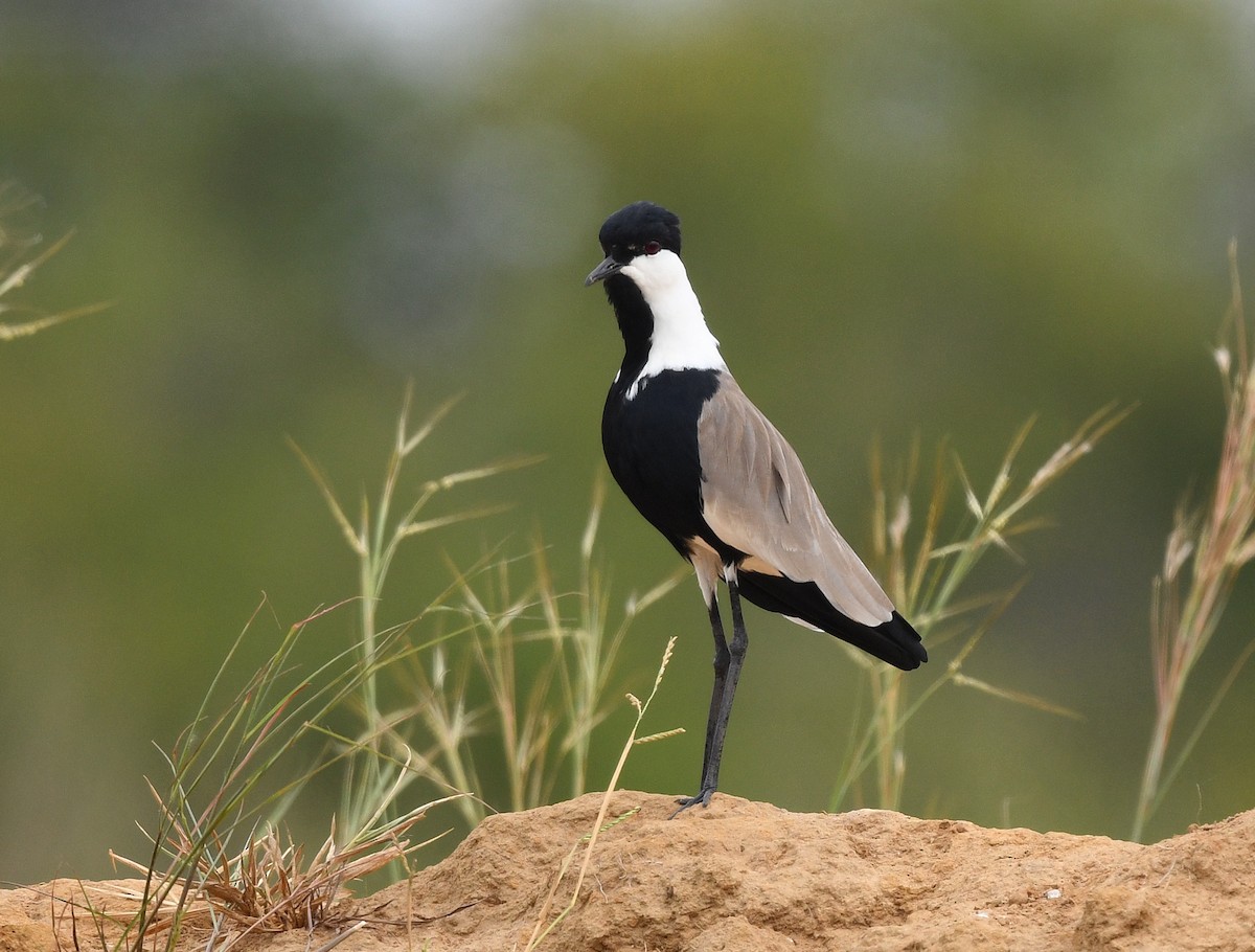 Spur-winged Lapwing - ML646699416