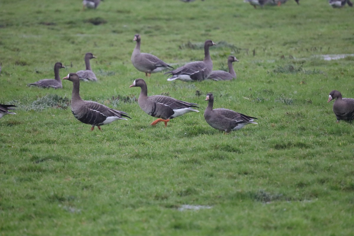 Greater White-fronted Goose - ML646699417