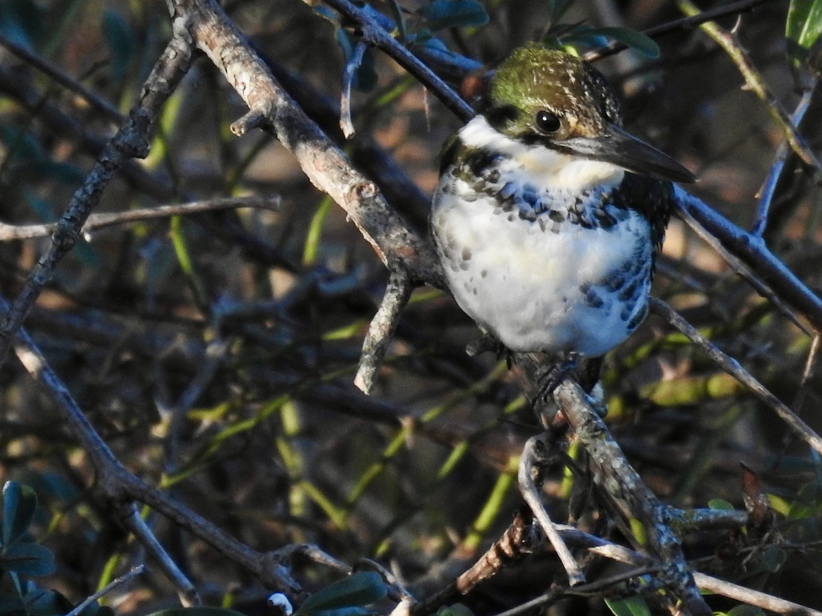 Green Kingfisher - ML646699418