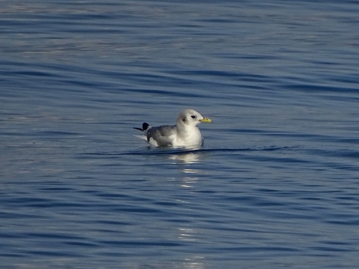Black-legged Kittiwake - ML646699419