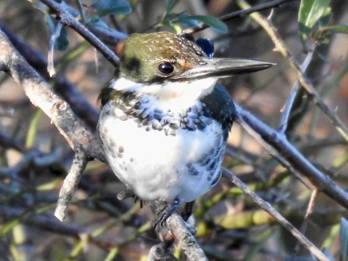 Green Kingfisher - ML646699420