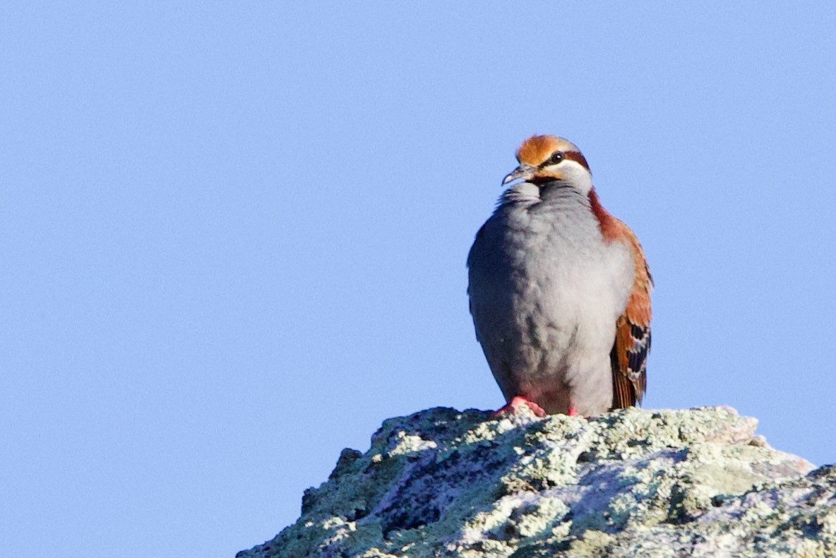 Brush Bronzewing - ML646699423