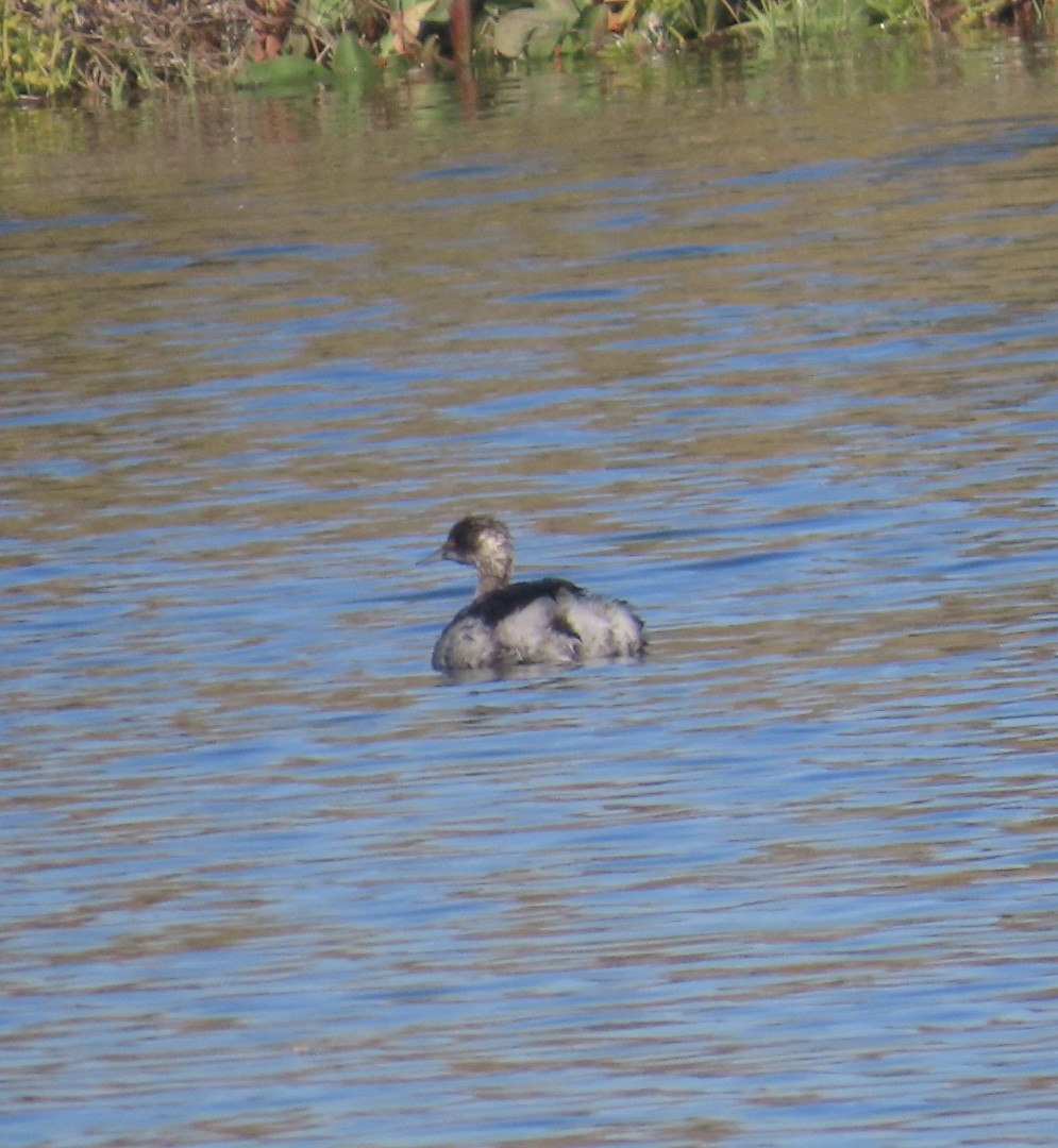 Grèbe à cou noir - ML646699425