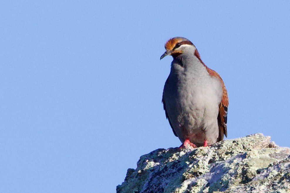 Colombine élégante - ML646699428