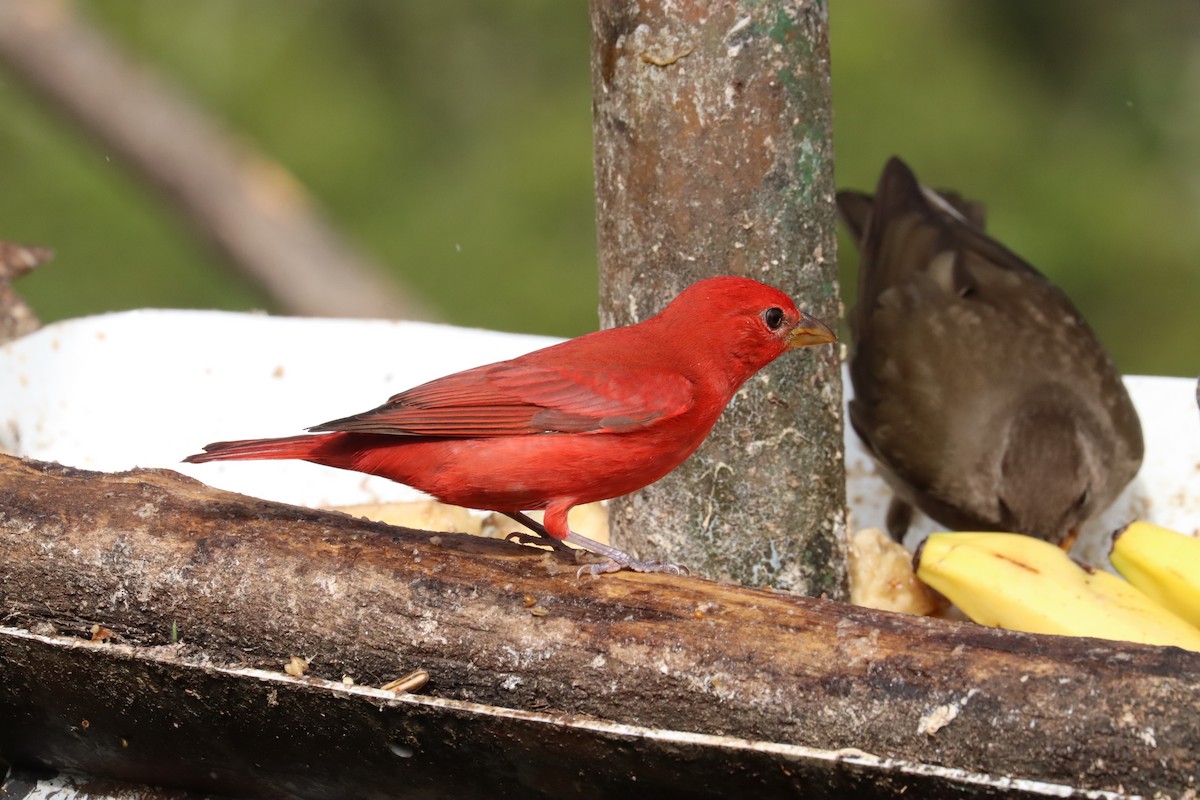 Kırmızı Piranga - ML646699430