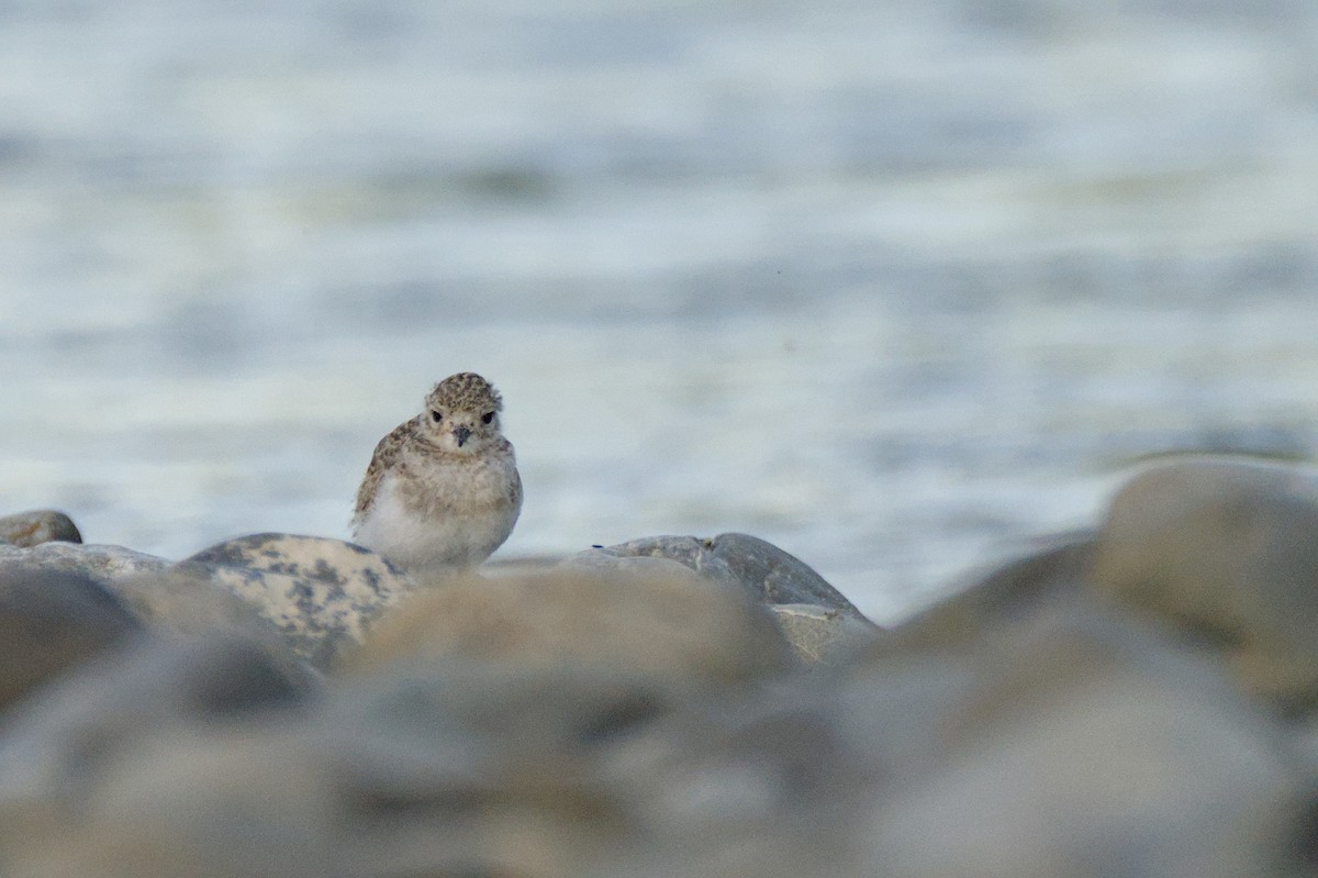Double-banded Plover - ML646699431