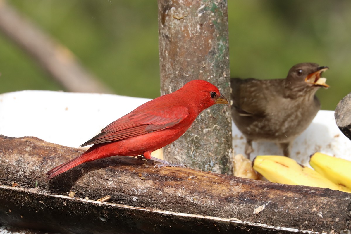 Kırmızı Piranga - ML646699432