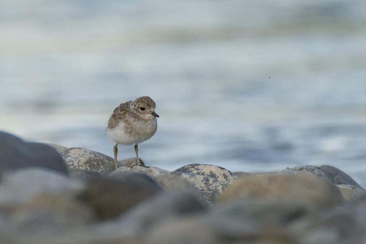 Double-banded Plover - ML646699438
