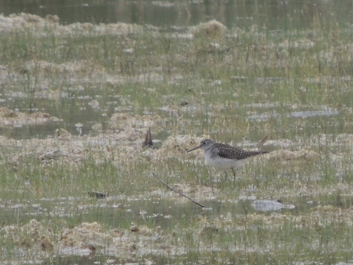 Solitary Sandpiper - ML646699439